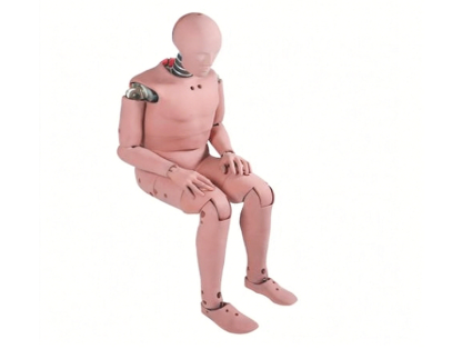 50th Percentile Male Crash Test Dummy