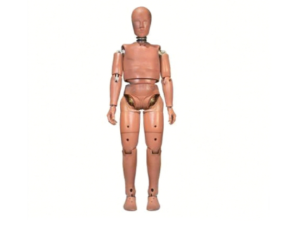 50th Percentile Male Crash Test Dummy (Standing)